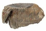 Woolly Mammoth Lower M Molar - Poland #235250-2
